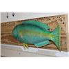 Image 3 : *Rarely Seen* Real Skin RAINBOW PARROTFISH Mount