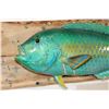 Image 5 : *Rarely Seen* Real Skin RAINBOW PARROTFISH Mount