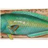 Image 6 : *Rarely Seen* Real Skin RAINBOW PARROTFISH Mount