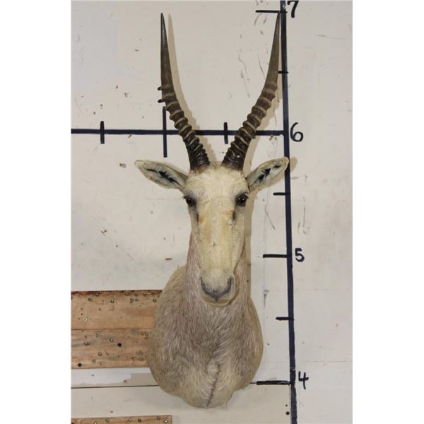 WHITE BLESBOK Shoulder Mount