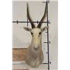 Image 1 : WHITE BLESBOK Shoulder Mount