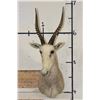 Image 2 : WHITE BLESBOK Shoulder Mount