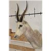 Image 3 : WHITE BLESBOK Shoulder Mount