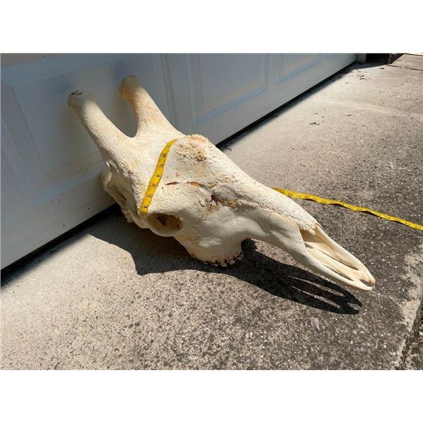 Giant GIRAFFE Skull with All its Teeth