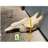 Image 4 : Giant GIRAFFE Skull with All its Teeth