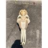 Image 7 : Giant GIRAFFE Skull with All its Teeth