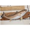 Image 10 : Beautiful *Real Skin* RED FISH Mounted on a Wooden Plank