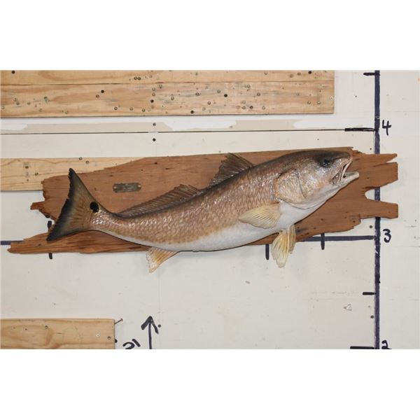Beautiful *Real Skin* RED FISH Mounted on a Wooden Plank