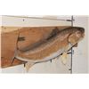 Image 3 : Beautiful *Real Skin* RED FISH Mounted on a Wooden Plank