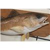 Image 5 : Beautiful *Real Skin* RED FISH Mounted on a Wooden Plank