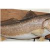 Image 7 : Beautiful *Real Skin* RED FISH Mounted on a Wooden Plank