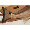 Image 8 : Beautiful *Real Skin* RED FISH Mounted on a Wooden Plank