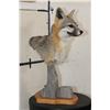 Image 2 : GREY FOX Table Pedestal