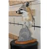 Image 3 : GREY FOX Table Pedestal