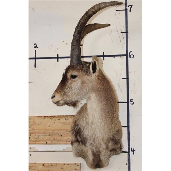 RONDA IBEX Shoulder Mount