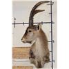 Image 1 : RONDA IBEX Shoulder Mount