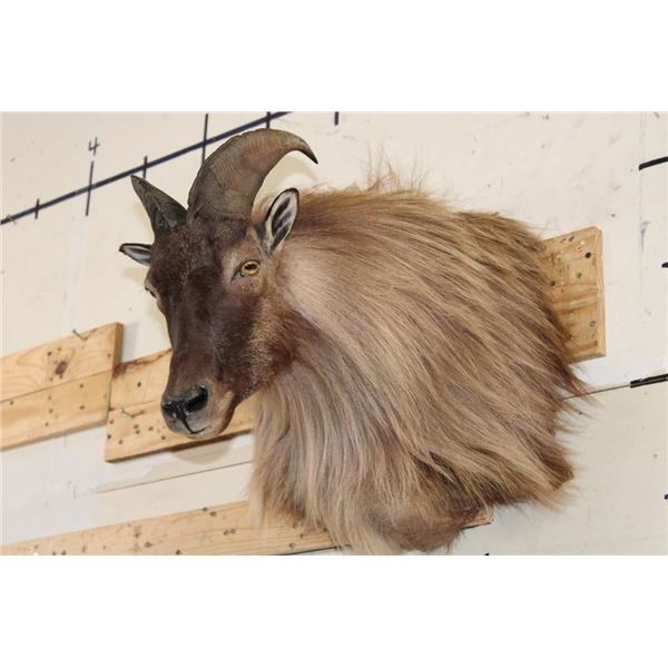 HIMALAYAN TAHR Shoulder Mount