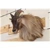 Image 1 : HIMALAYAN TAHR Shoulder Mount