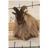 Image 2 : HIMALAYAN TAHR Shoulder Mount