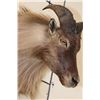 Image 4 : HIMALAYAN TAHR Shoulder Mount