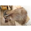Image 7 : HIMALAYAN TAHR Shoulder Mount