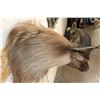 Image 8 : HIMALAYAN TAHR Shoulder Mount