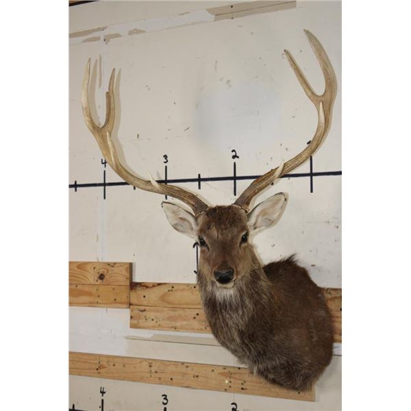 Big 8-Point MANCHURIAN SIKA DEER Shoulder Mount