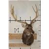 Image 2 : Big 8-Point MANCHURIAN SIKA DEER Shoulder Mount