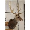 Image 3 : Big 8-Point MANCHURIAN SIKA DEER Shoulder Mount