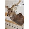Image 5 : Big 8-Point MANCHURIAN SIKA DEER Shoulder Mount