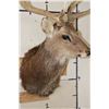 Image 7 : Big 8-Point MANCHURIAN SIKA DEER Shoulder Mount