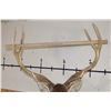 Image 9 : Big 8-Point MANCHURIAN SIKA DEER Shoulder Mount