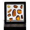 Image 10 : (10) Pieces of Authentic Myanmar AMBER Fossil Insect and Plant Specimens, Weight: 12.83 g (ONE$)