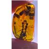 Image 2 : (10) Pieces of Authentic Myanmar AMBER Fossil Insect and Plant Specimens, Weight: 12.83 g (ONE$)