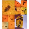 Image 4 : (10) Pieces of Authentic Myanmar AMBER Fossil Insect and Plant Specimens, Weight: 12.83 g (ONE$)