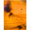 Image 6 : (10) Pieces of Authentic Myanmar AMBER Fossil Insect and Plant Specimens, Weight: 12.83 g (ONE$)