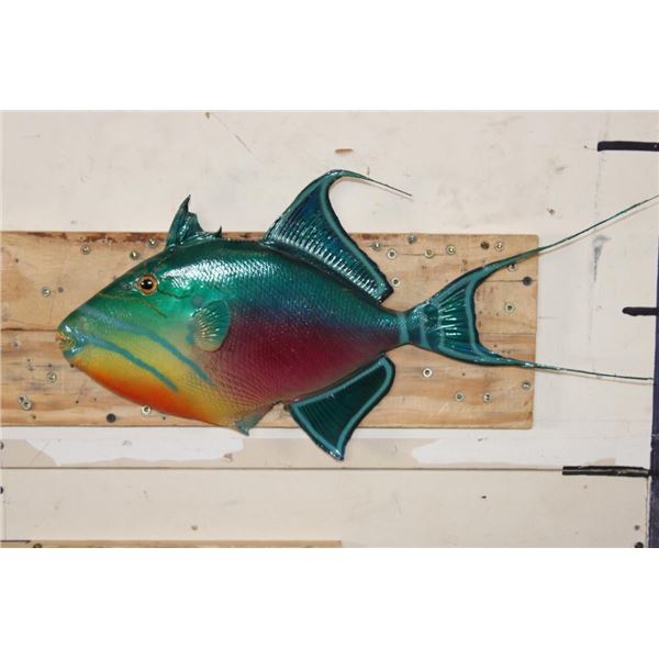 *Rarely Seen* Real Skin QUEEN TRIGGERFISH Mount