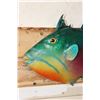Image 5 : *Rarely Seen* Real Skin QUEEN TRIGGERFISH Mount