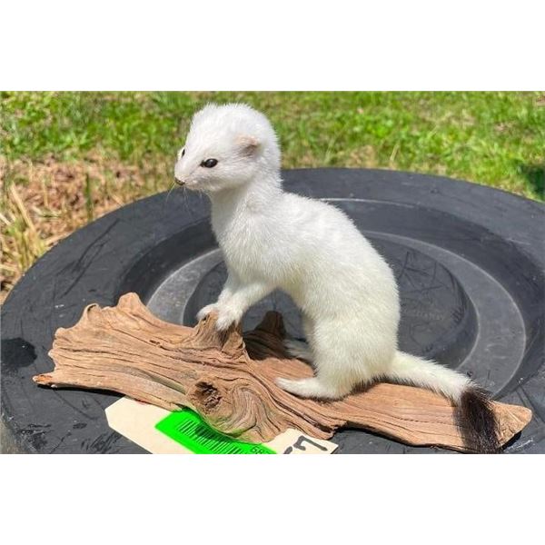 *New* Snow White WEASEL or ERMINE on a Wood Slice Base