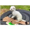 Image 1 : *New* Snow White WEASEL or ERMINE on a Wood Slice Base