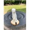 Image 2 : *New* Snow White WEASEL or ERMINE on a Wood Slice Base