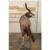 Image 13 : Life-sized NYALA on a simulated Rock Base