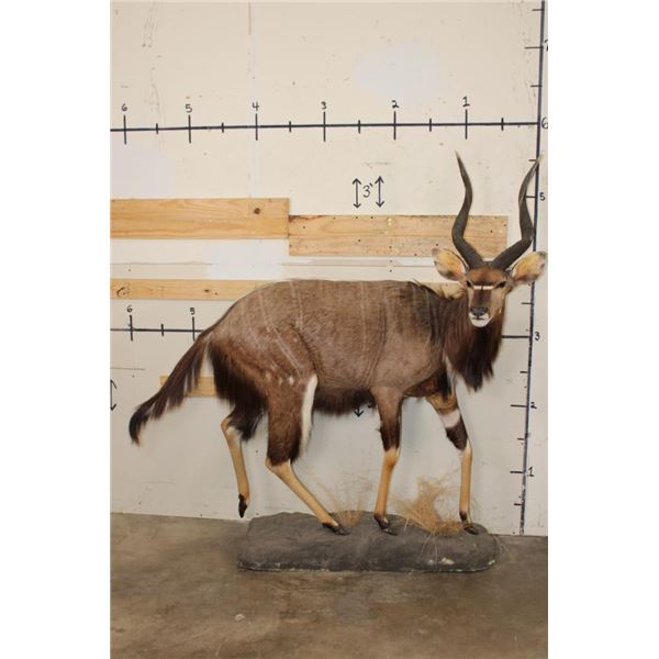 Life-sized NYALA on a simulated Rock Base