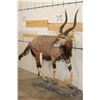 Image 2 : Life-sized NYALA on a simulated Rock Base