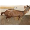 Image 10 : Life-sized BUSHBUCK on a light weight Foam Base