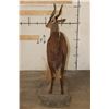 Image 11 : Life-sized BUSHBUCK on a light weight Foam Base