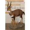 Image 1 : Life-sized BUSHBUCK on a light weight Foam Base
