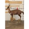 Image 2 : Life-sized BUSHBUCK on a light weight Foam Base