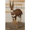 Image 3 : Life-sized BUSHBUCK on a light weight Foam Base