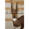Image 4 : Life-sized BUSHBUCK on a light weight Foam Base
